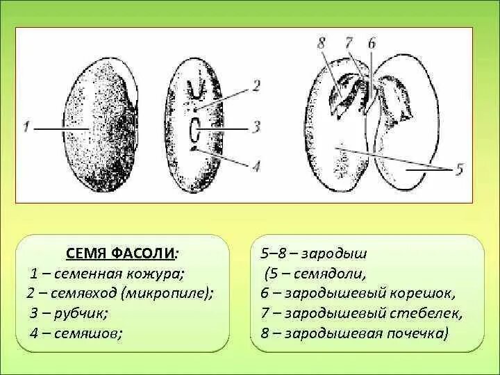 Строение семени микропиле. Семя фасоли зародыш семенная кожура. Строение семени и зародыша фасоли обыкновенной. Строение семенной кожуры. Что кроме зародыша и семенной кожуры находится