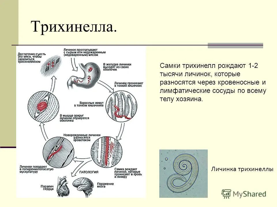 Правила личинок