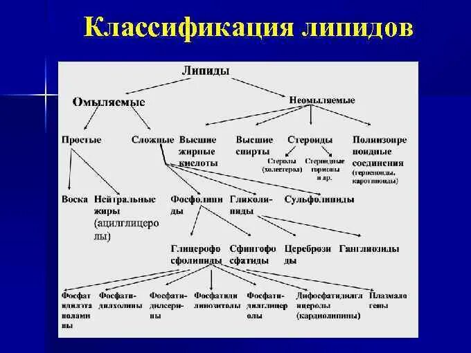 Связи липидов. Строение основных классов липидов. Биологическая классификация липидов и их функции. Классификация липидов схема биохимия. Классификация и строение липидов биохимия.