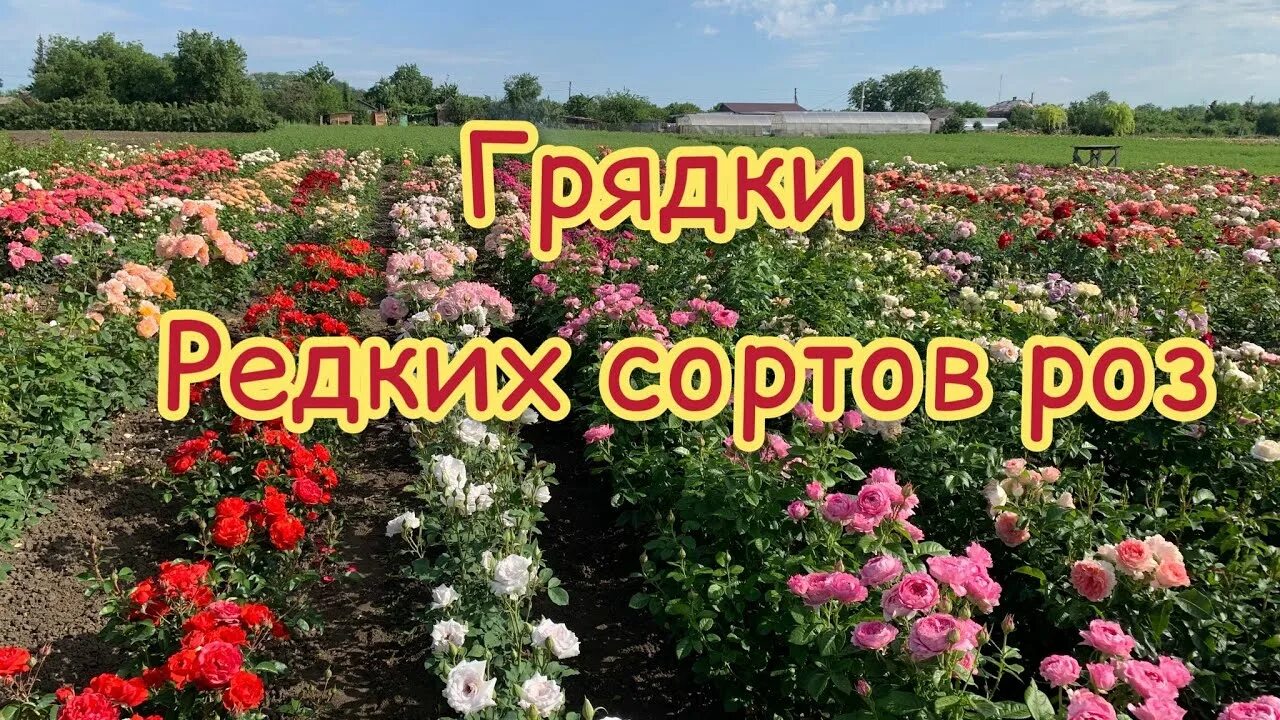 Питомник роз Марии Харченко. Питомник Maryroses. Мэрирозес ру питомник роз. Питомник Марии Харченко каталог. Каменский питомник