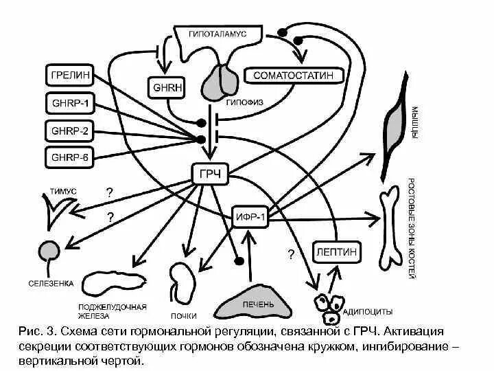 Схема эндокринной регуляции биохимия. Гормональная регуляция лактогенеза (схема). Схема гормональной терапии для MTF. Регуляция гипоталамуса схема.
