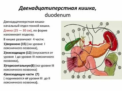 Как выглядит рак 12 перстной кишки Язва желудка: симптомы, причины, диагностика и лечение Блог ЛДЦ Здоровье