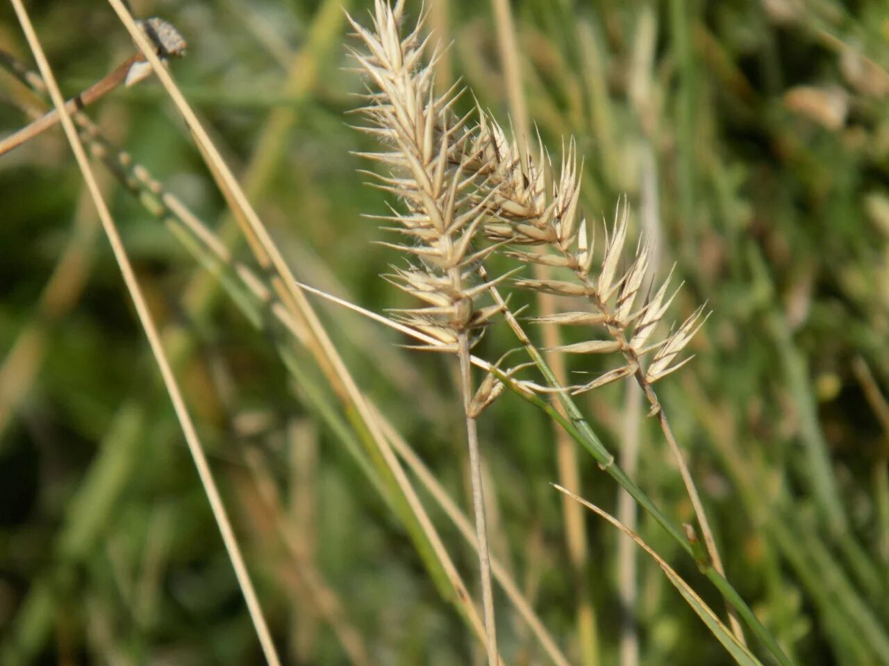 Is this plant a weed : Garden : University of Minnesota Extension