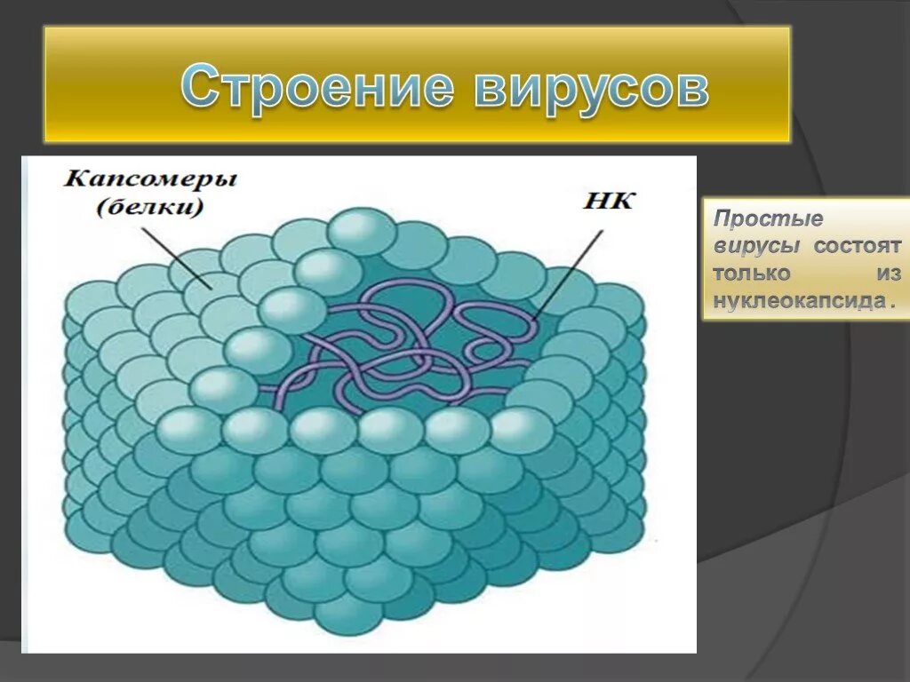 Вирус состоит из молекул. Строение вируса капсомер. простые вирусы. строение вирусов капсомеров. капсомеры вируса это простыми.