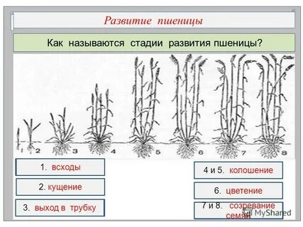 При какой температуре растет пшеница