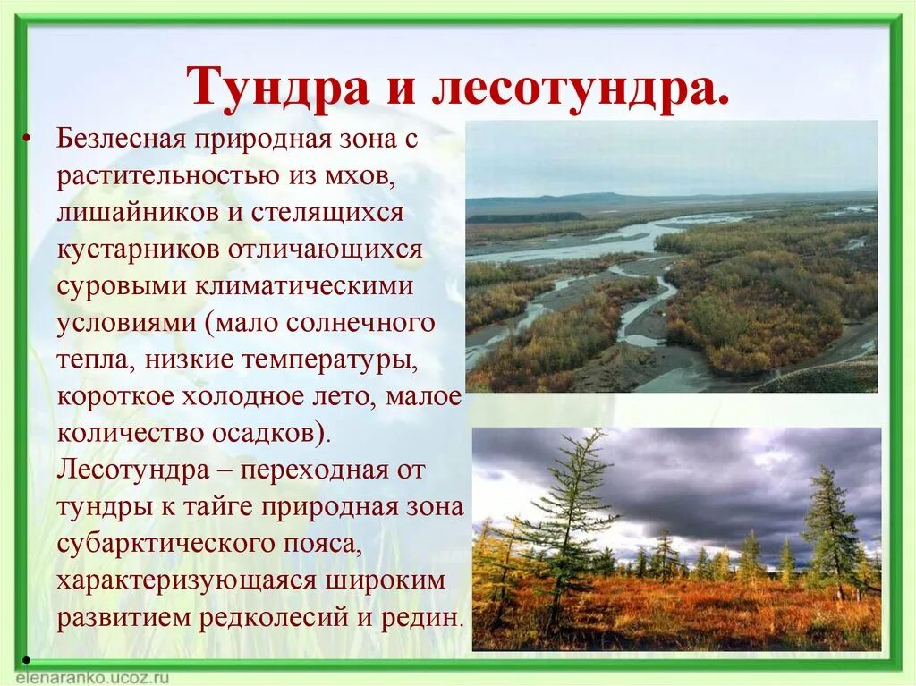 Тундра отличается. Природные зоны тундры и лесотундры. тундра безлесная зона. тундра и лесотундра описание природной зоны. характеристика лесотундры.