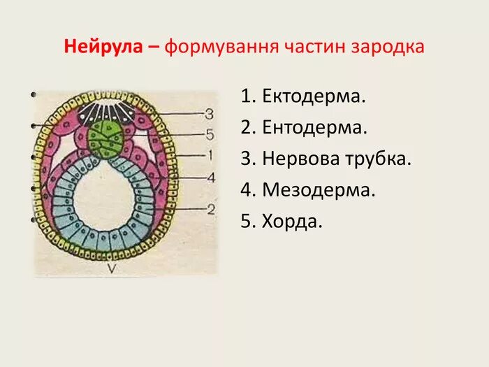 Зародышевый листок 1 энтодерма 2 мезодерма