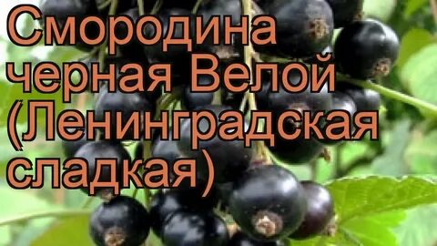 Песня сладкая смородина