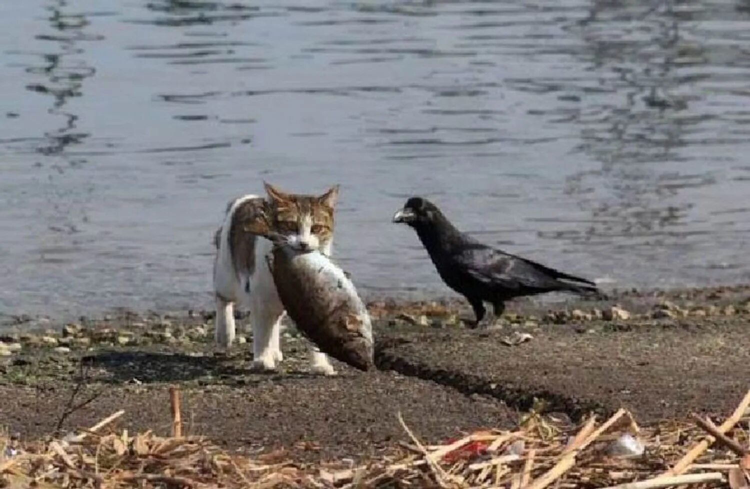 Кот и ворона. Кот Рыбнадзор. Кот с рыбой. Кот с рыбой в зубах.