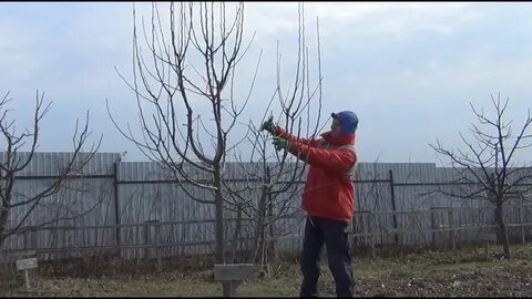 Правильно обрезать грушу видео