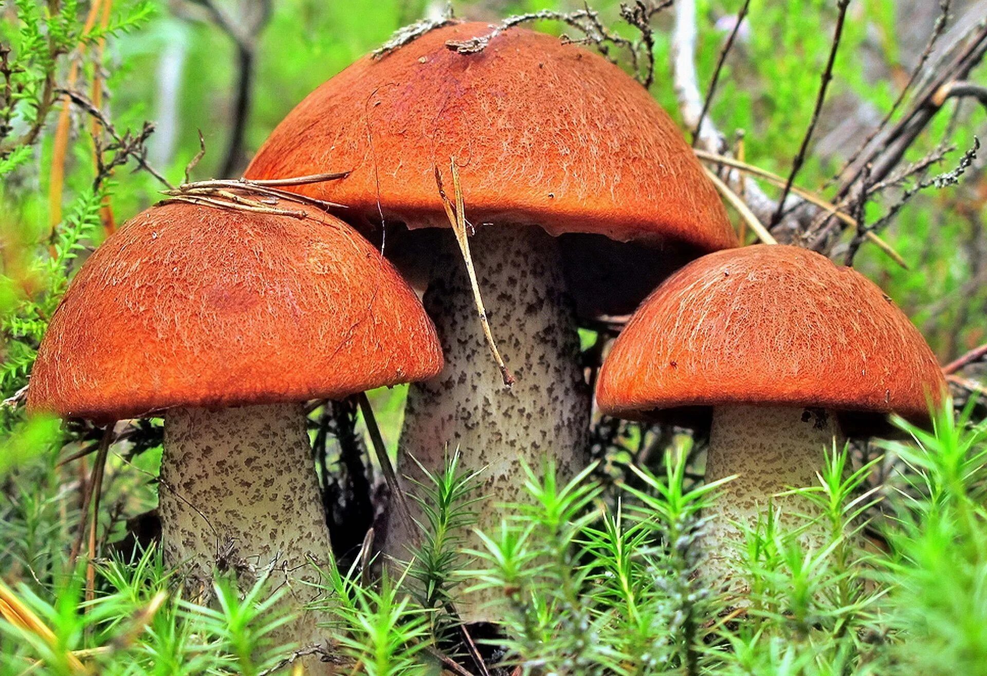 Красные мухоморы в тайге фотографии. Подосиновики 2024. Подосиновики 2024. Подосиновики 2024. Красноголовики и подосиновики.