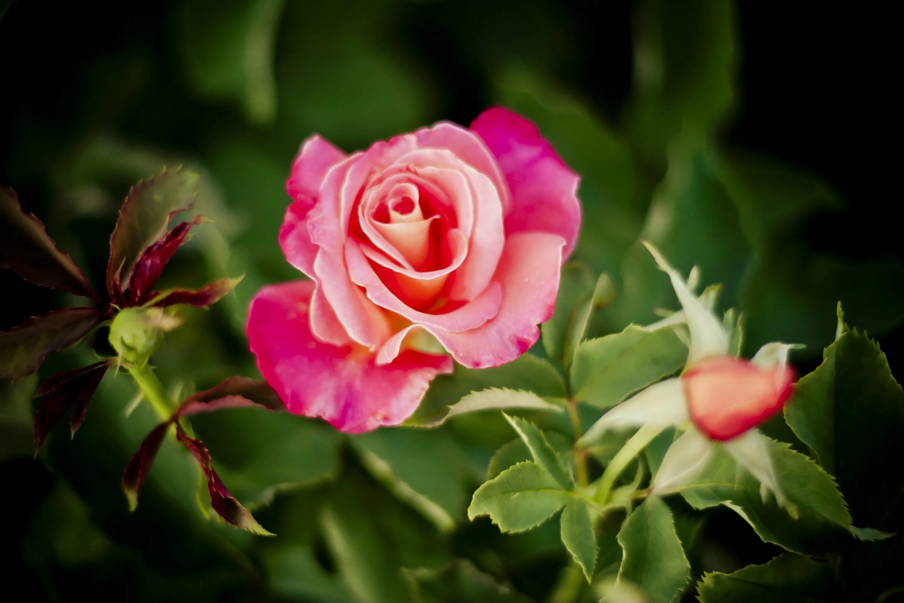 Чудесные розы. Колумбийские розы. Шикарные живые розы. Роза чайно-гибридная бархатная ночь. Роза макро.