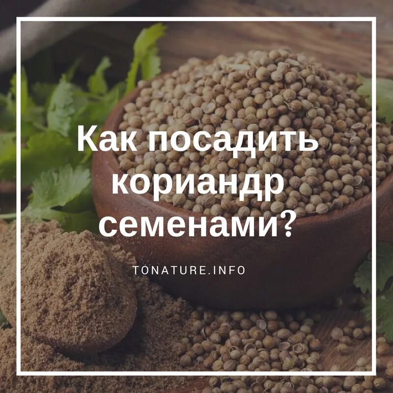 Как посадить кинзу в открытый грунт семенами. Кориандр в открытом грунте. сажаем кориандр в открытый грунт семенами. как посадить кинзу в открытый грунт. как посадить кориандр.