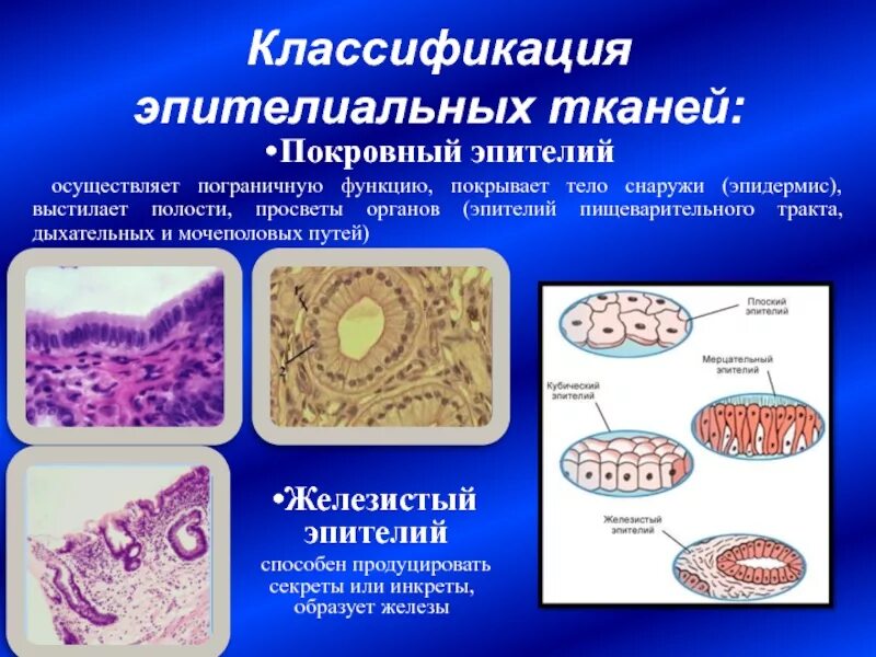 Железистый эпителий строение ткани. Покровный эпителий строение ткани. Ткани железистые эпителии таблица. Эпителиальная железистая ткань функции.