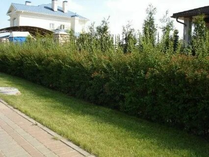 Около изгороди продолжить