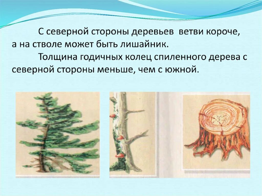 С какой стороны ветви деревьев гуще. Способы ориентирования на местности. способы ориентировани. методы ориентации на местности. ориентирование по веткам деревьев.
