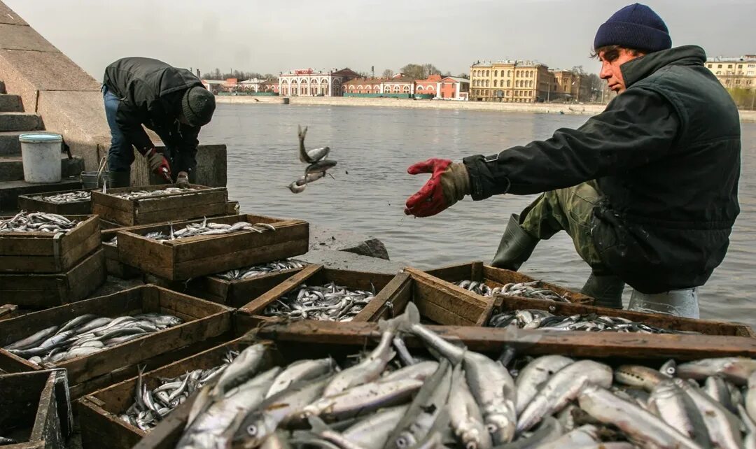 Где поесть корюшку в санкт петербурге недорого. Корюшки в Неве Санкт-Петербурге. Санкт Петербург рыбалка корюшка. Корюшка в Неве.