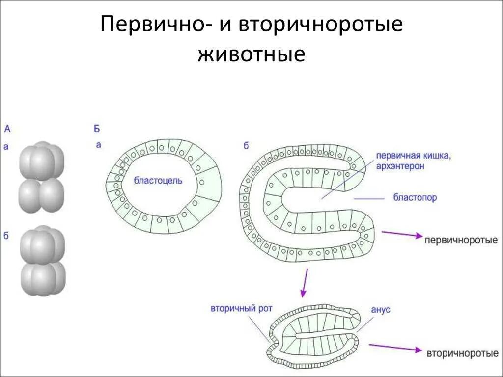 Типы вторичноротых