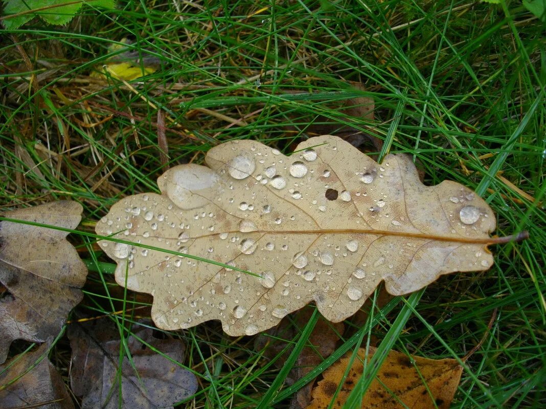 М ю лермонтов стих листок. Ю. Листок оторвался от ветки. Лермонтов дубовый листок стихотворение. Дубовый лист лермонтов.