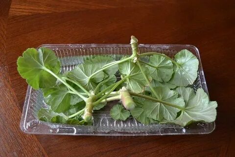 Укоренение герани черенками