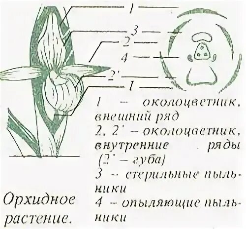 Диаграмма гороха посевного. Околоцветник это в биологии 6 класс. Диаграмма цветка с двойным свободным околоцветником. В околоцветнике 5 сросшихся лепестков. Строение нарцисса схема.