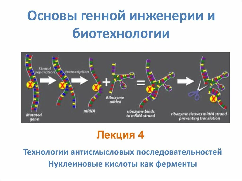 Генетические биотехнологии. Биотехнология генетическая инженерия. Генная инженерия в биотехнологии. Основы генетической инженерии. Основы генной инженерии и биотехнологии.