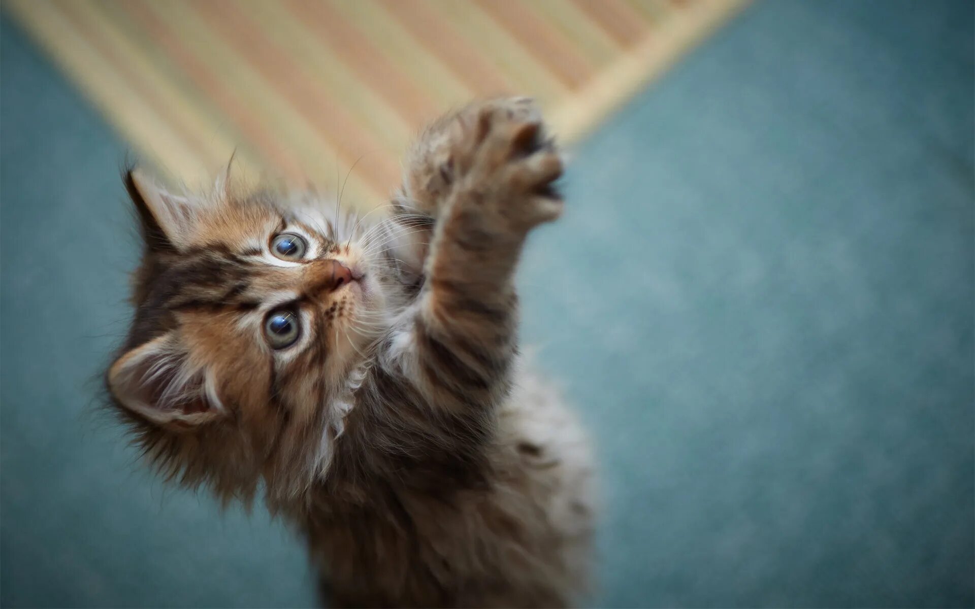 Котенок играет привет