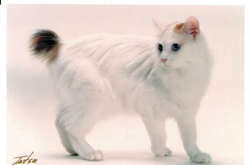 Рассмотрите фотографию кошки породы японский бобтейл. Японский бобтейл длинношёрстный. Японский бобтейл длинношерстная кошка. Японский бобтейл белый. Порода японский бобтейл.