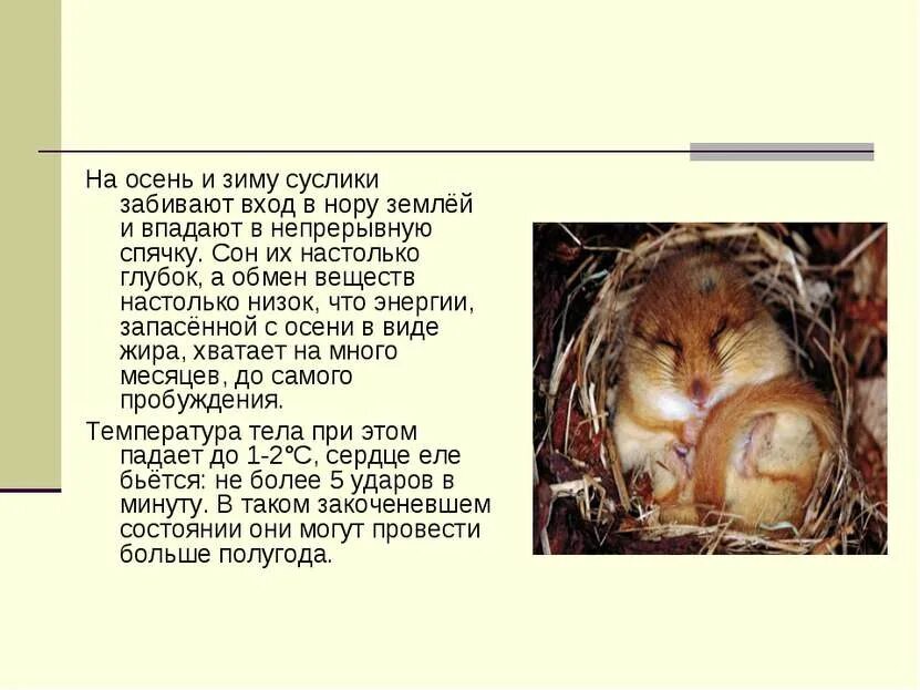 Суслик впадает. Суслик впадает в спячку зимой. Животные в спячке. Хомяки впадают в спячку. Суслик впадает в спячку.