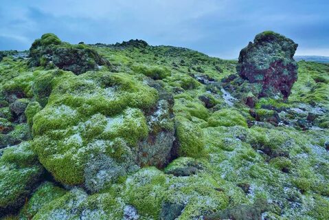 Исландские водоросли