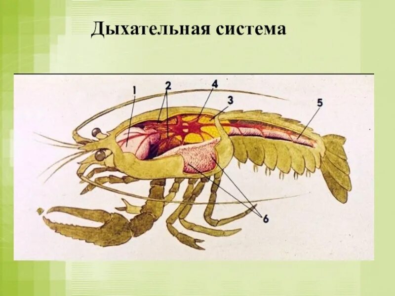 Внутреннее строение ракообразных. Дыхательная система ракообразных. Жабры ракообразных. Внутренне строение ракообразных.