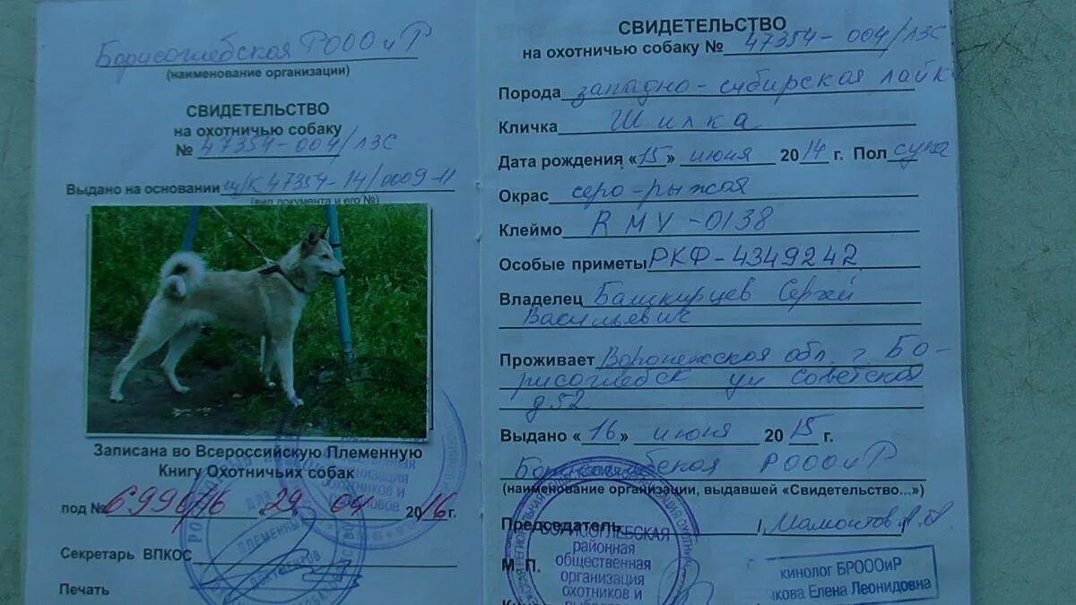 Кличка собак форум. Имена для охотничьих собак. клички охотничьих собак кобелей. имена для собак мальчиков охотничьих пород. клички для собак мальчиков охотничьих.