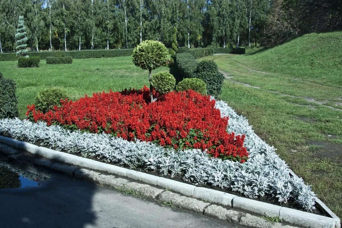 Клумба фото. Клумба бегония, цинерария, Сальвия. Клумбы бархатцы Сальвия цинерария. Цветники Тагетес цинерария бегония. Цинерария на клумбе.