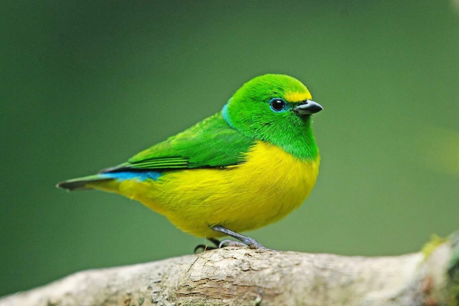 Черно зеленая птичка. Золотобрюхий изумрудный Колибри. Зелёный овсянковый Кардинал. Chlorophonia cyanea. Зелёный САИ птица танагровых.