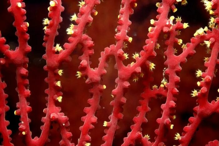 Coral red перевод на русский. Sea aesthetic. Коралл циатофиллум. Альционарии. Музыка кораллы.
