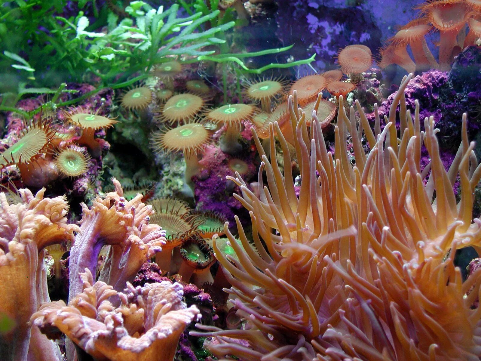 Морские растения список. Коралловые полипы рифы. Водоросли рифы. Подводные растения. Самые красивые подводные растения.
