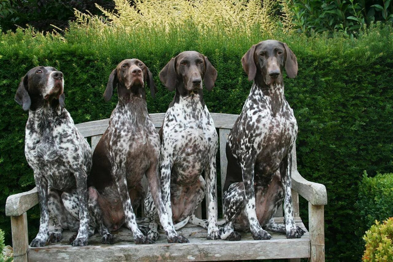 Курс доллара. Легавая курцхаар. Курст. Сеттер пойнтер курцхаар. Курс валют в бишкеке на сегодня на моссовете данный час.