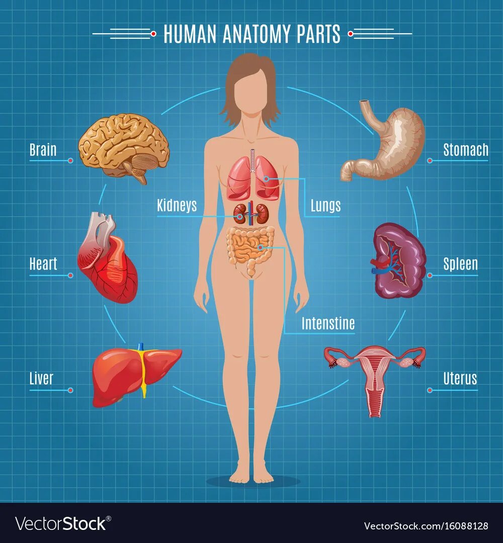 Органы человека. Внутренние органы женщины схема расположения. Строение органов человека. Сколько в организме органов