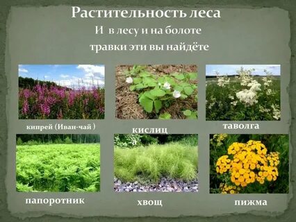 Растения лесных зон