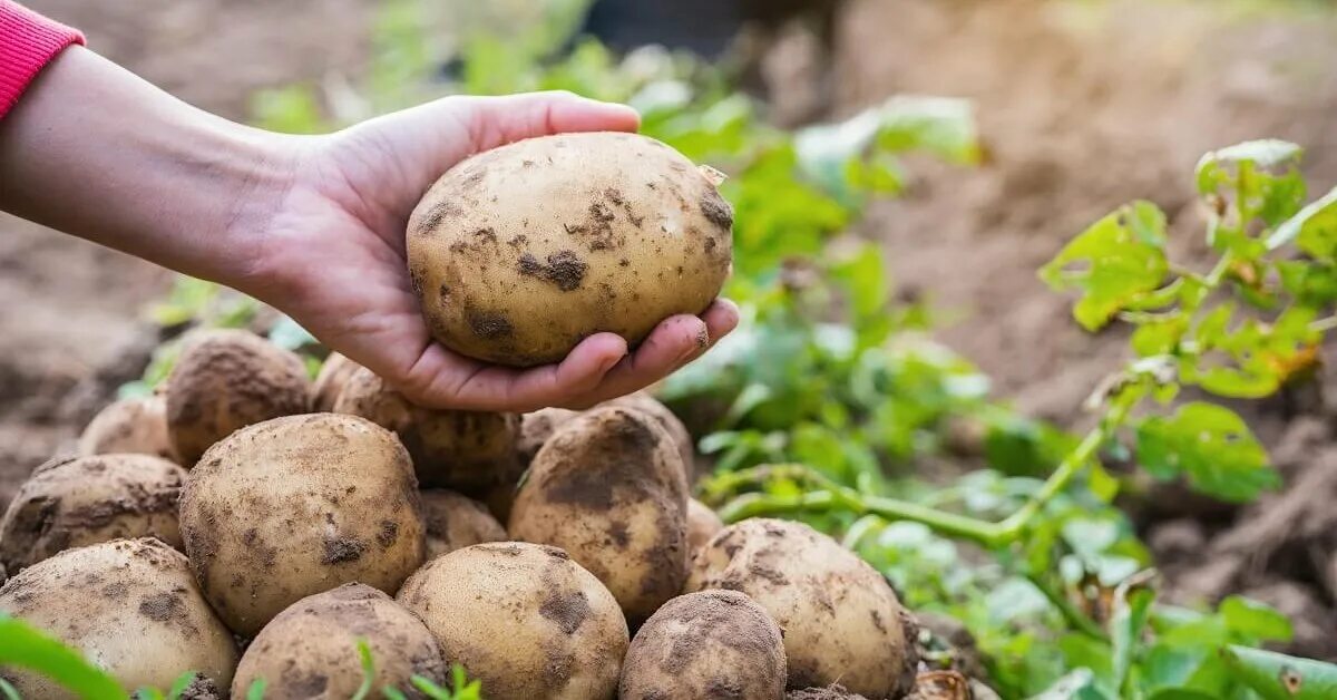 10 килограмм картошки. Большой урожай картофеля. 10 Кг картошки. Выращивание картофеля. Как растет картошка.
