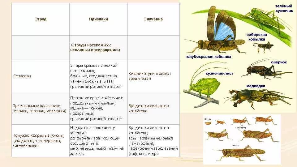 Насекомые сходства и различия. Таблица по биологии 7 класс отряды насекомых представители. Отряды насекомых Стрекозы вши жуки клопы таблица. Таблица представители Прямокрылые биология насекомые 7 класс. Характеристика отряда насекомых 7 класс биология.