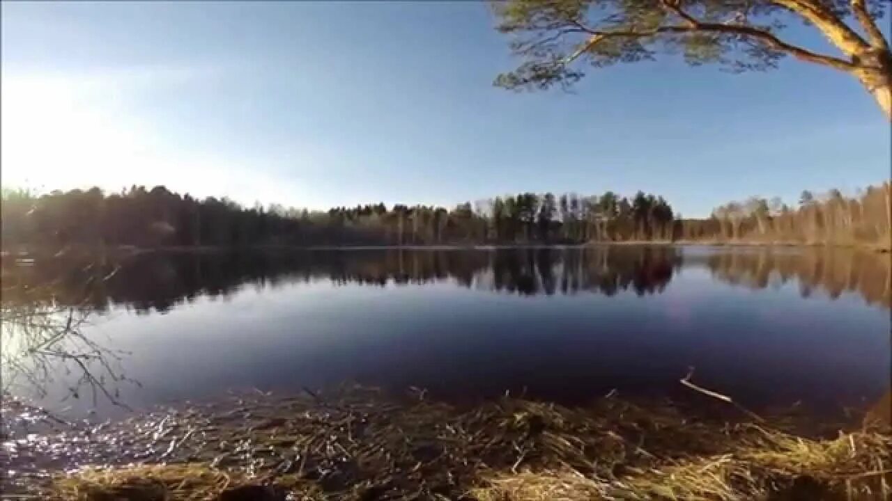 Черное озеро Зеленоград. Озеро черное Пятницкое шоссе. Озеро белое Зеленоград. Трясина черное озеро Зеленоград.