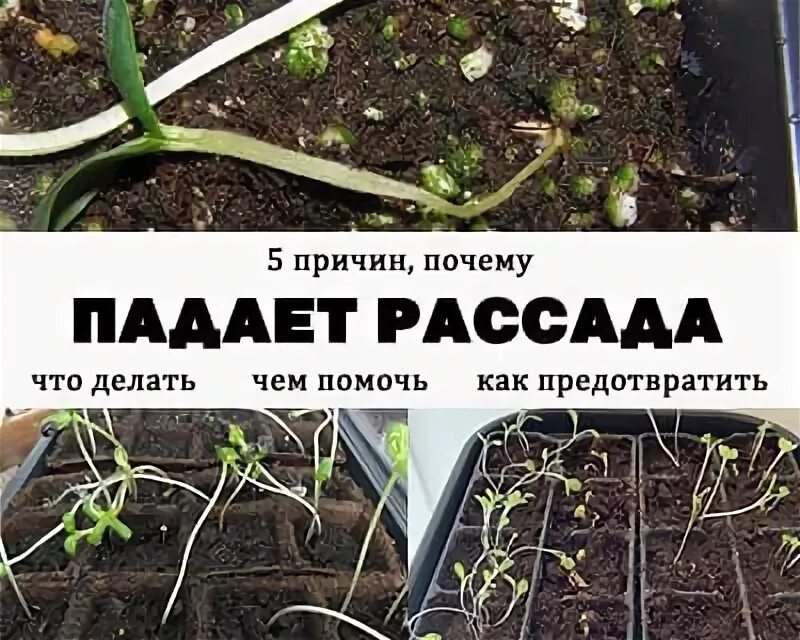 Почему рассада вянет и падает. Почему рассада падает. почему у рассада огурцов падает. рассада падает у основания почему. падает рассада перца.