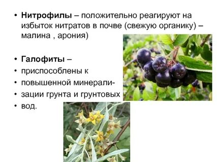 Нитрофилы
