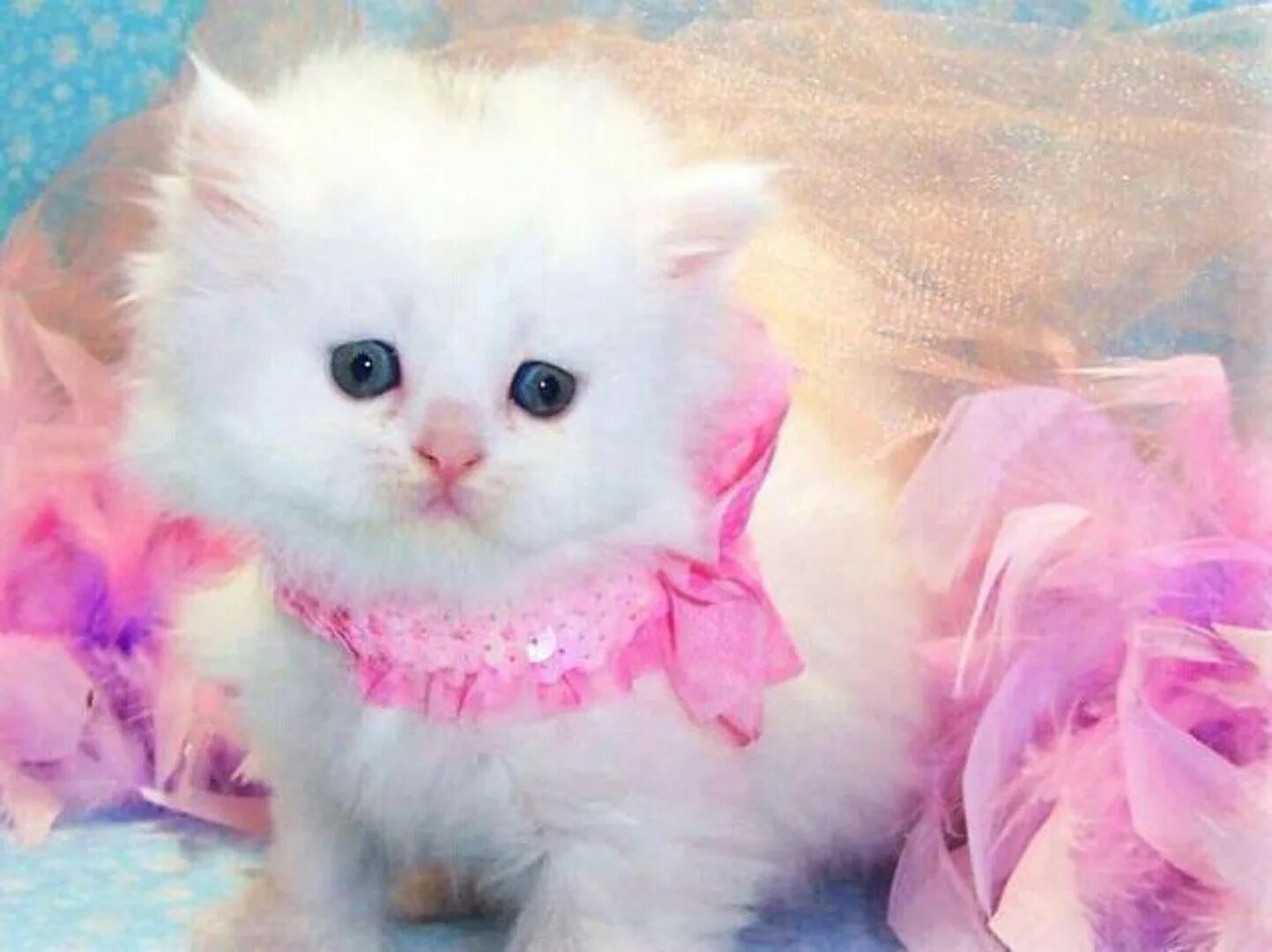 Белый кот мурзик. Пушистые котята. Красивые котята. Милые котики. Розовый котенок.