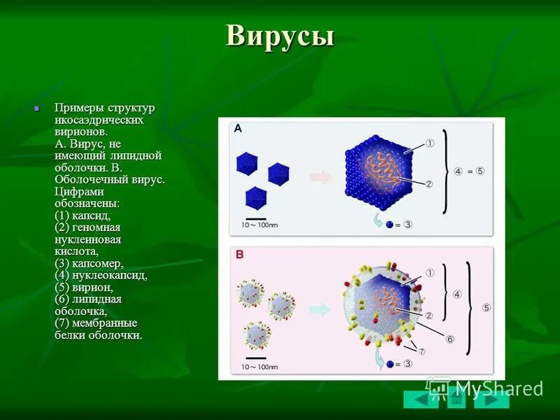 Вирусный маркетинг. Вирусный пример. Вирус реклама. Вирусы названия. К вирусному маркетингу относят.