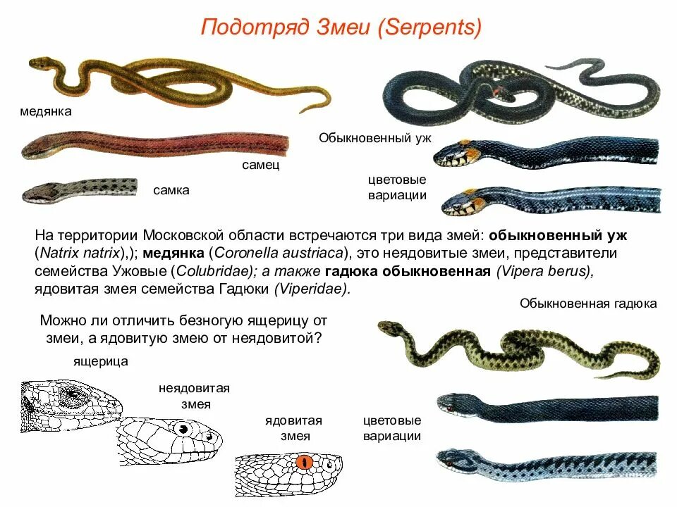 Отличить змею. Змеи представители. Представители ядовитых змей. Представители подотряда змей.