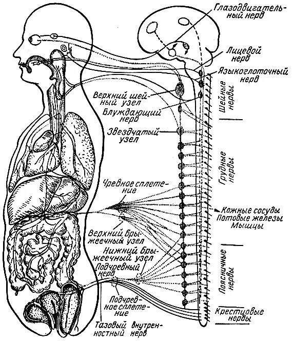 Нервные узлы это тела. Ганглии нервной системы человека. Узлы нервной системы человека. Звездчатый ганглий схема. Нервная система человека схема ганглии.