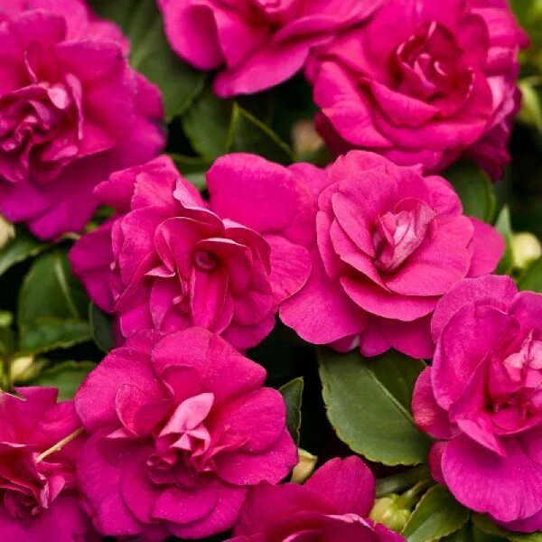 Бальзамин Tamarinda Soft Pink Тамаринда Софт Пинк