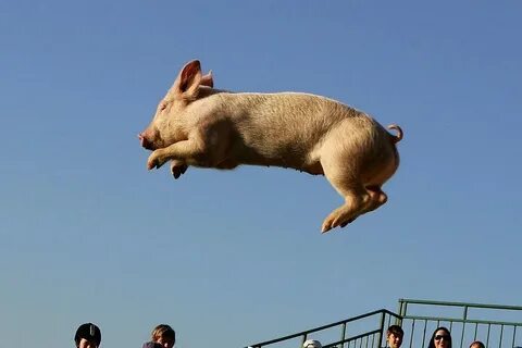 Becoming pigs